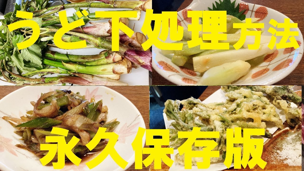 NEW 【ウド酢味噌和え】【ウドきんぴら】【ウド味噌】【ウド天ぷら】作り方★和食職人が教えるウドの下処理からのレシピ４品！永久保存版