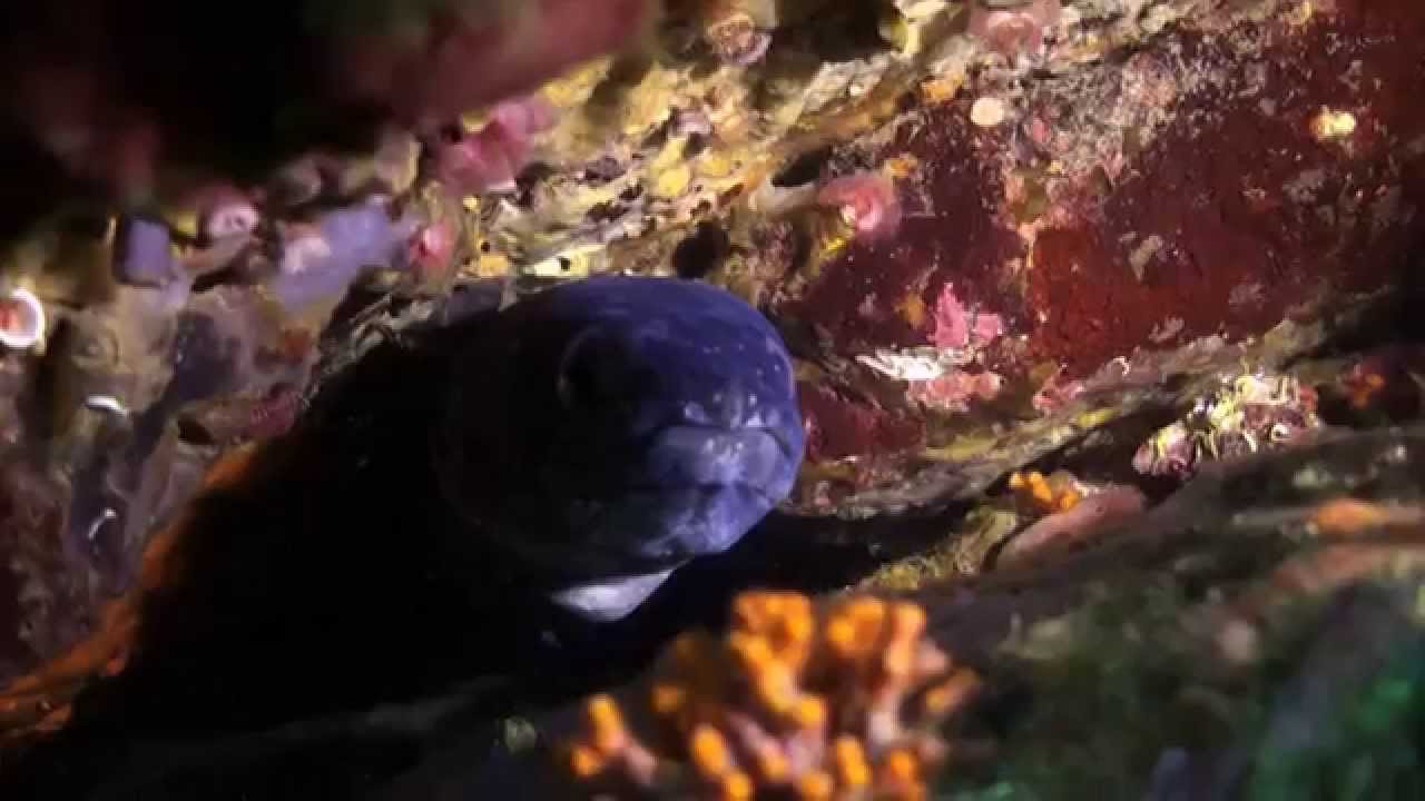 Buceo en Cap de Creus y Massa d'Or - Cadaqués Diving