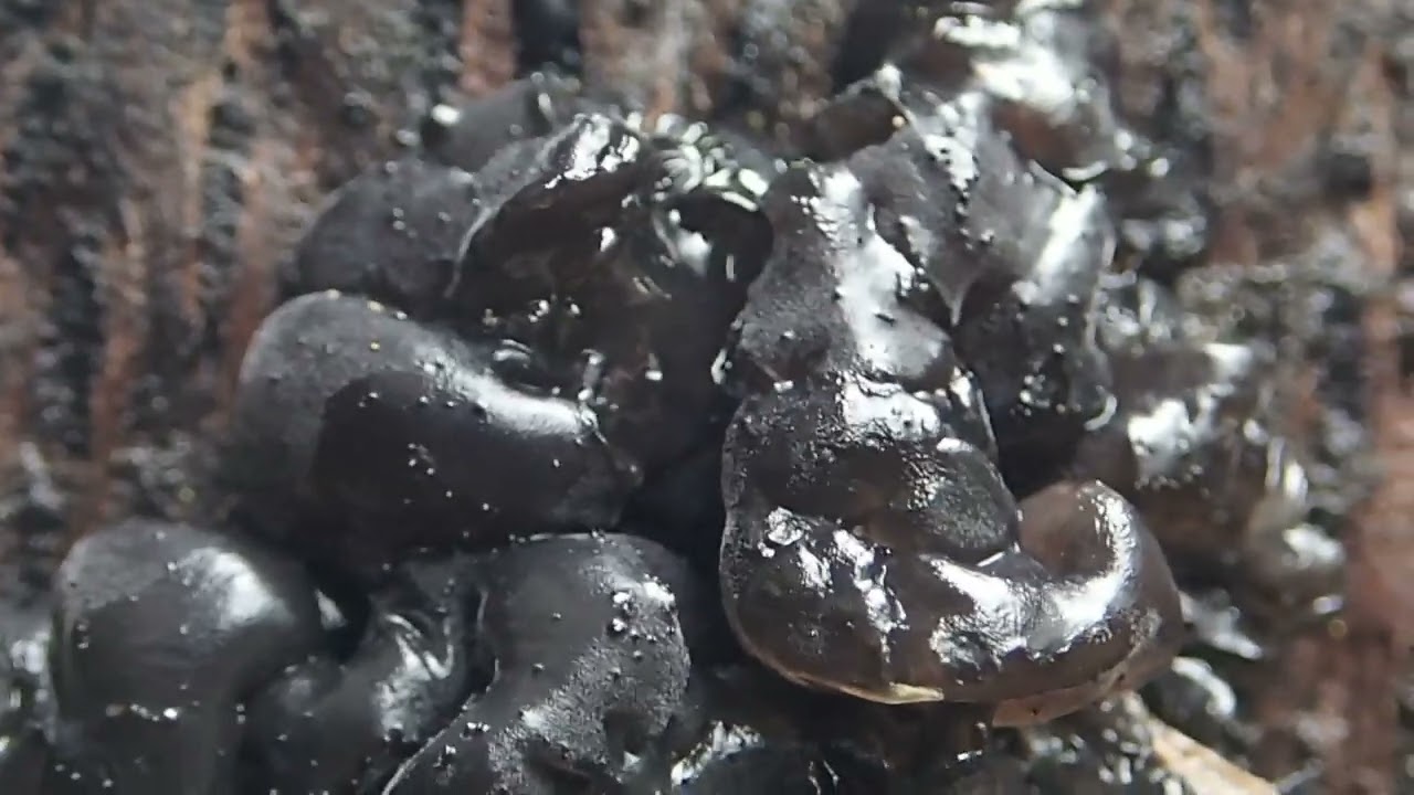 Barefoot Joel finds BLACK WITCHES' BUTTER
