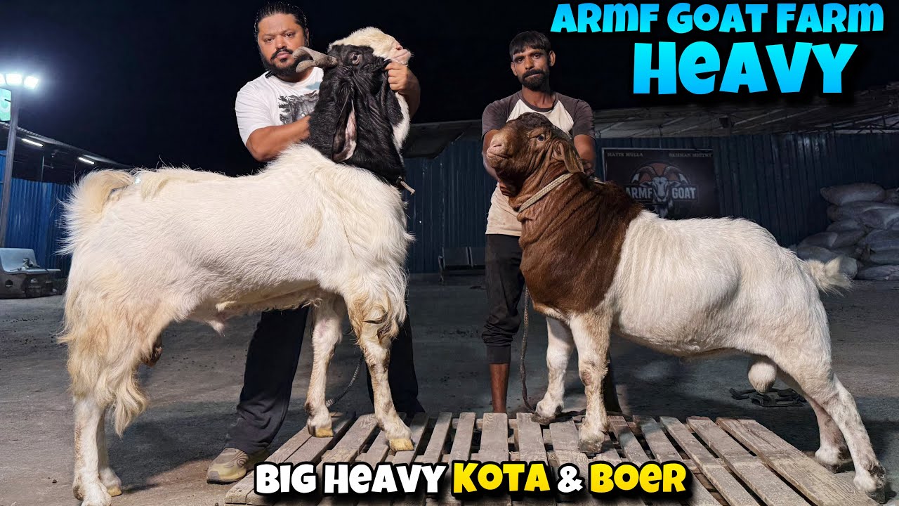 BIG HEAVY KOTA & BOER of ARMF Goat Farm | PETI nahi PETA DIKHEGA