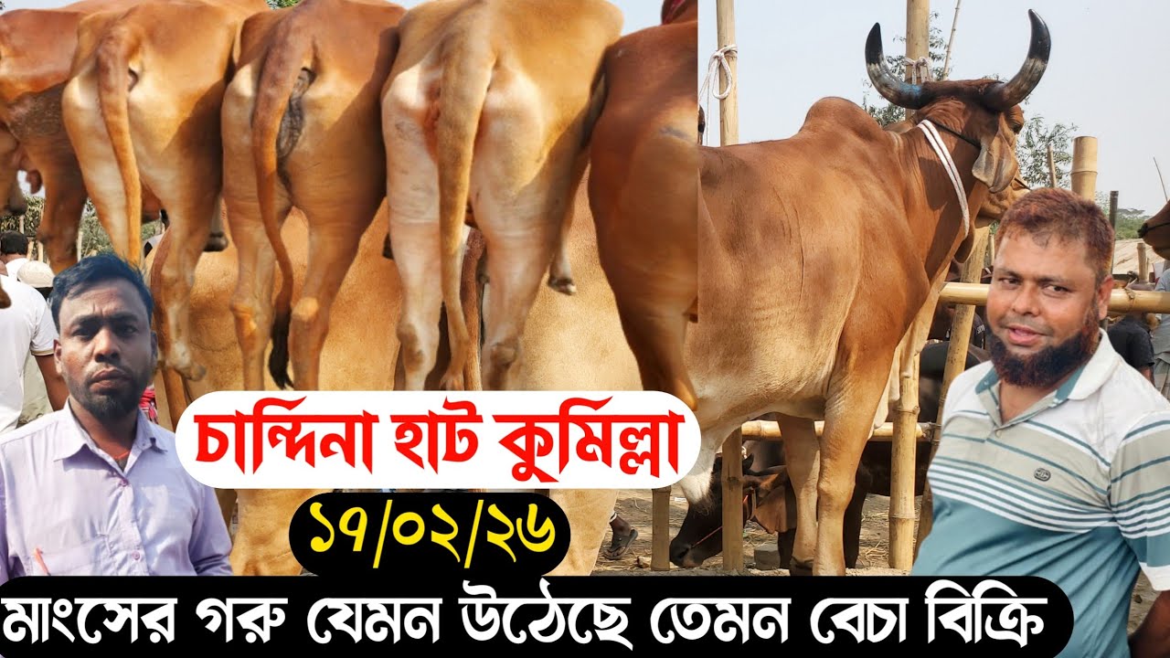 ১৭/০২/২৬@ প্রচুর মাংসের গরু বিক্রি হলো আজকে চান্দিনা হাটে চলছে বেছা বিক্রি। 