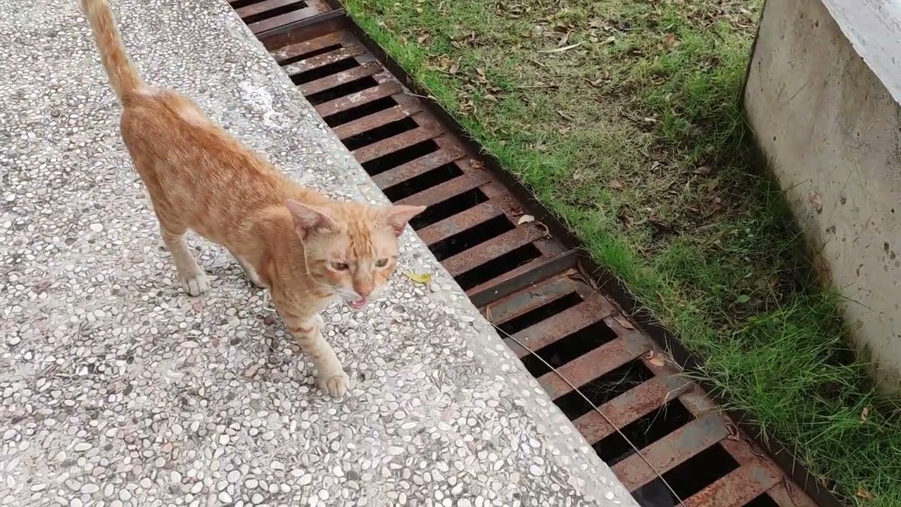 I meet this skinny thin old cat again... He is hungry