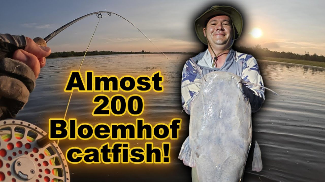 Almost 200 Bloemhof catfish!