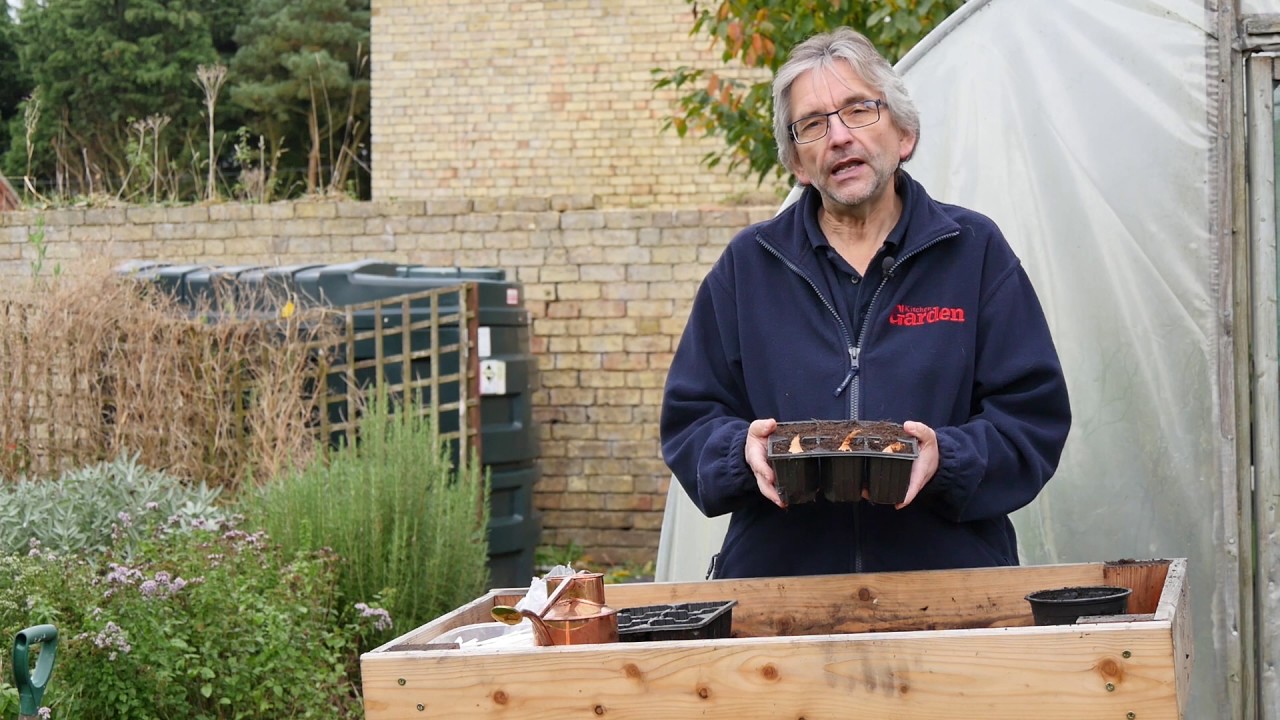 Planting Shallots | Kitchen Garden Magazine |