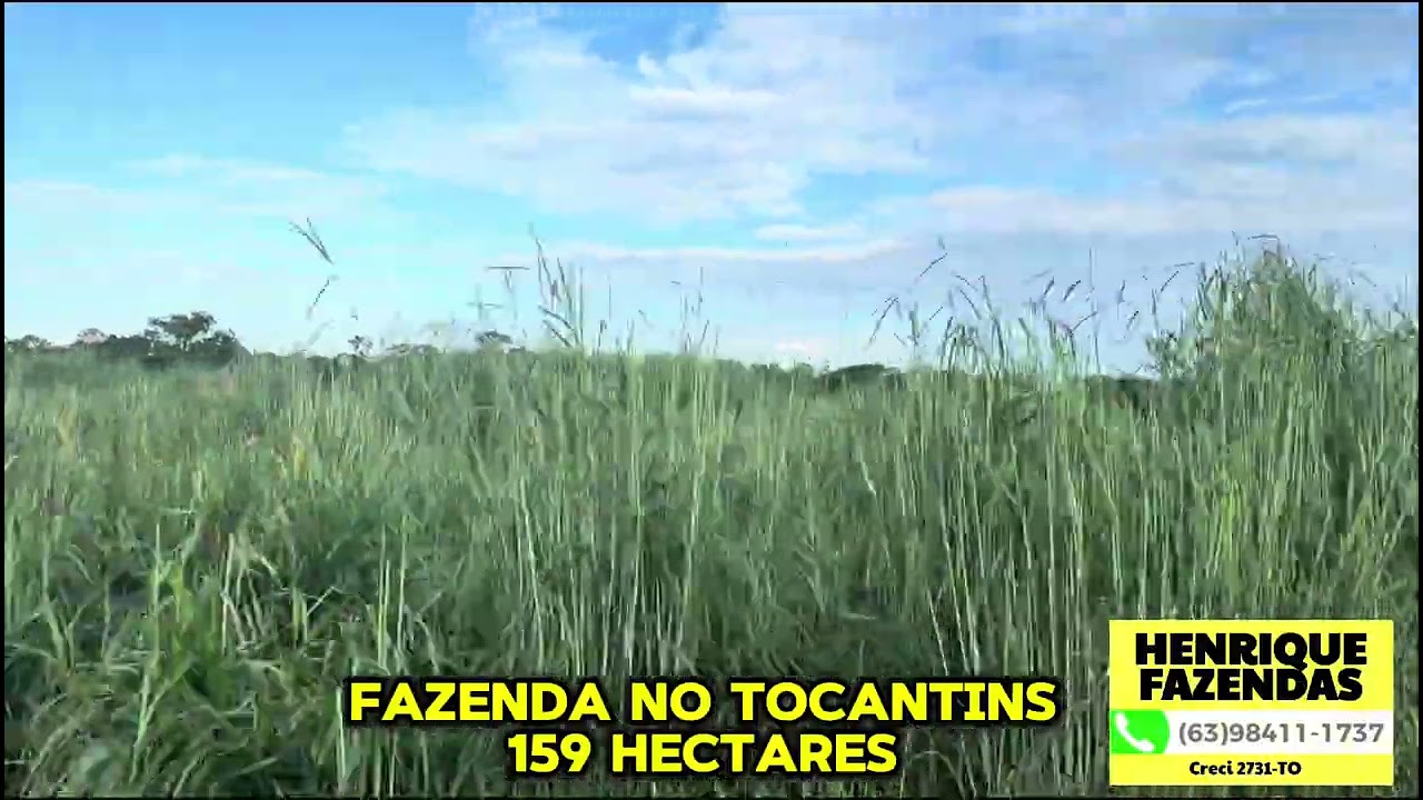 FAZENDA NO TOCANTINS 159 HECTARES 