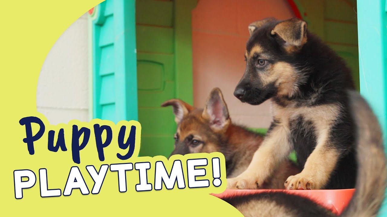Happy National Puppy Day | Guide Dogs Puppy Playtime