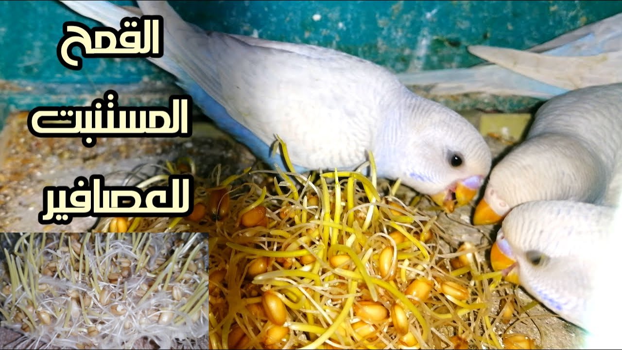 طريقة عمل القمح المستنبت للعصافير البادجي ولجميع طيور الزينة وهنعرف فوايده للعصافير |عصافير|البادجي|