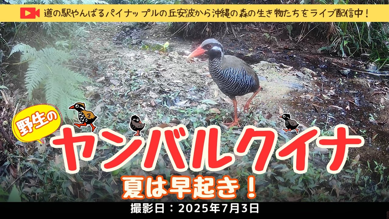 野生のヤンバルクイナ【夏は早起き！】・沖縄やんばる生き物ライブ配信 2025年7月3日