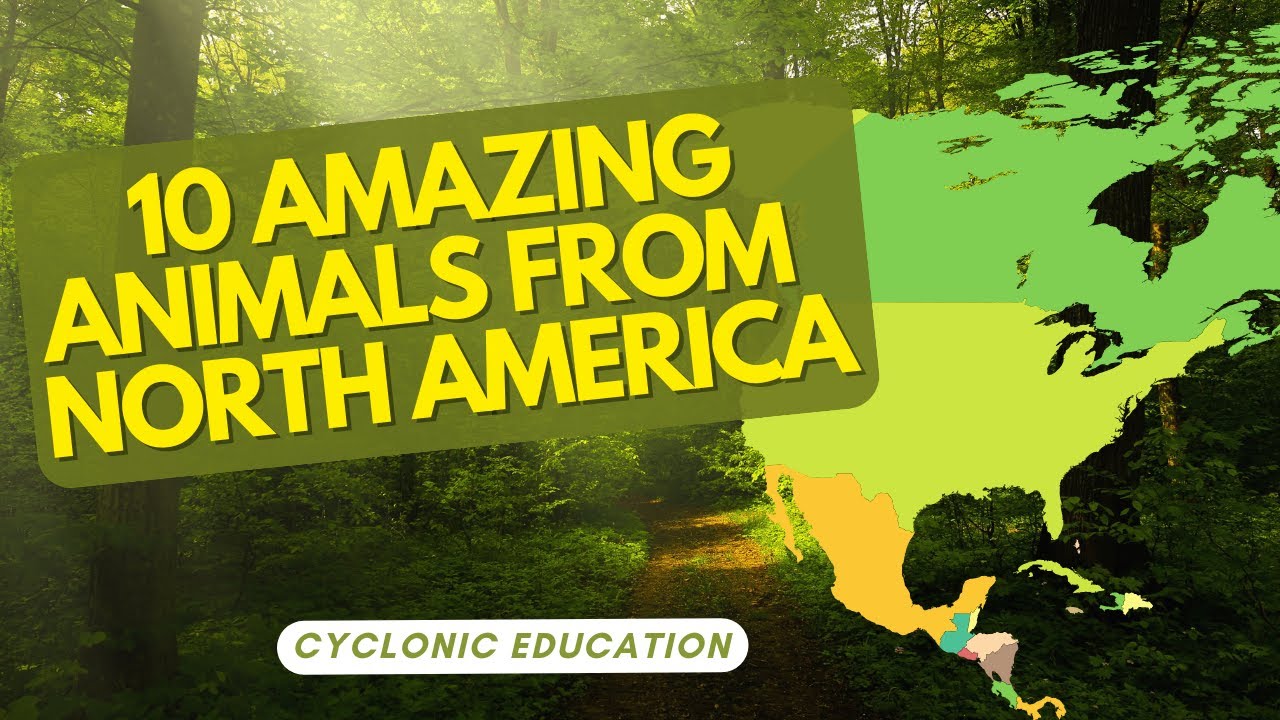 10 Amazing Animals From North American 🌎🦊🦬 | Cyclonic Education