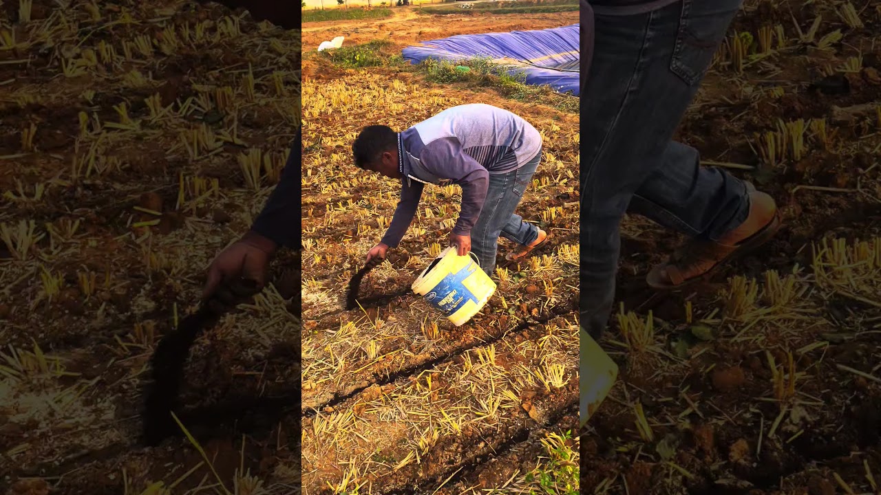 Pea sowing under zero tillage | Pea Farming #gardening #farming #agriculture
