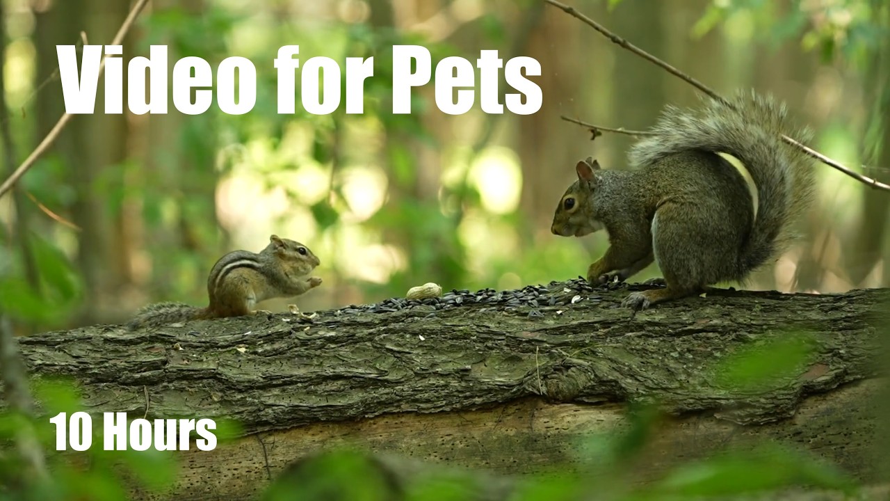 Summer Clips to Cure Winter Blues - 10 Hour Cat TV for Pets to Watch 🐱 - Mar 05, 2026