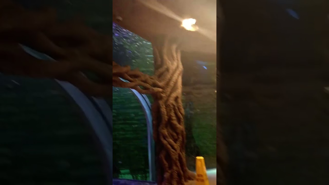 ЖИВОТНЫЕ!🐺(черепахи🐢) В THE GREEN PLANET DUBAI🏙️🦥🐢🦜🦎🐍#tiktok #shorts #recommended #животные #dubai