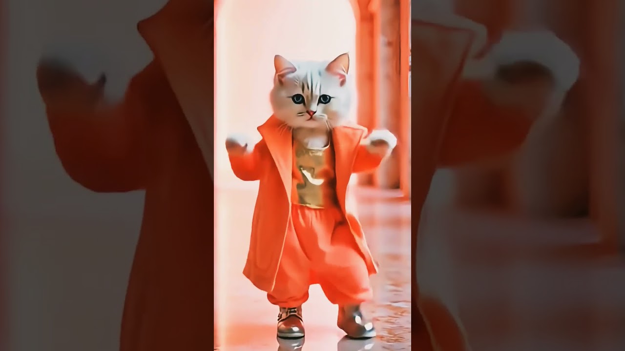 new cat 😸 dance performance video 