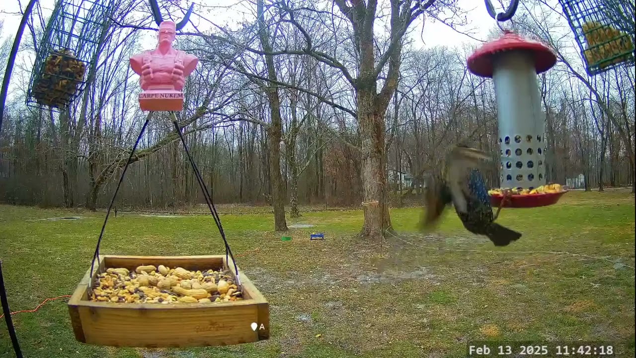 *On This Day 1 Year Ago* Winter Bird, Deer & Critter Cam