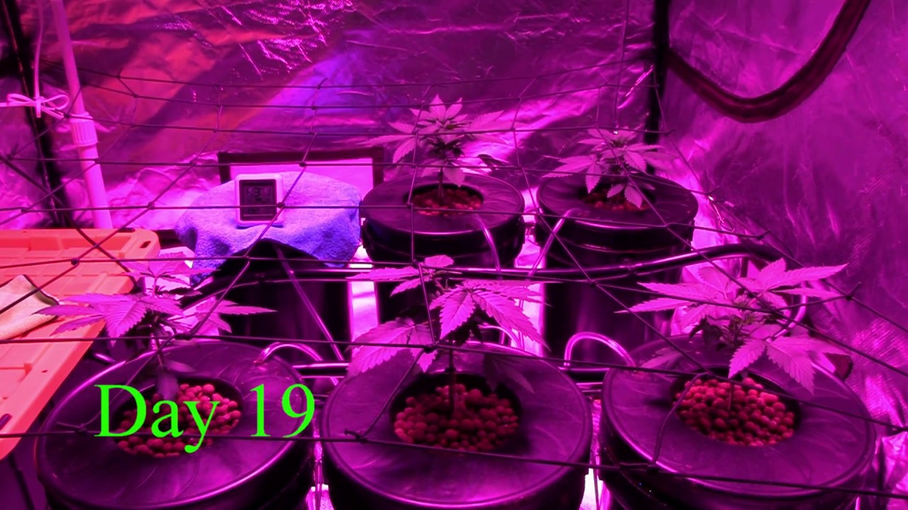 Cloudponics Skywalker OG Grow Tent Time Lapse