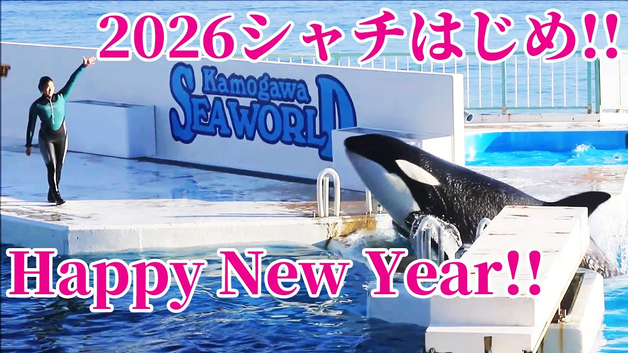 2026年元旦「シャチはじめ!!」 鴨川シーワールド シャチショー KamogawaSeaWorld  orca killerwhale