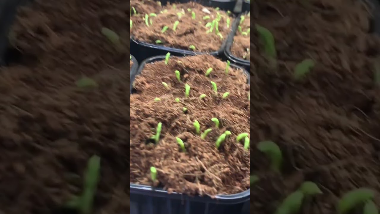 🌱🇺🇦