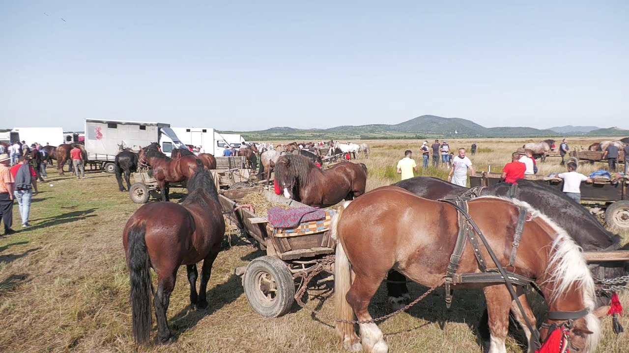 Târg de cai Negrești Oaș 7 August 2021