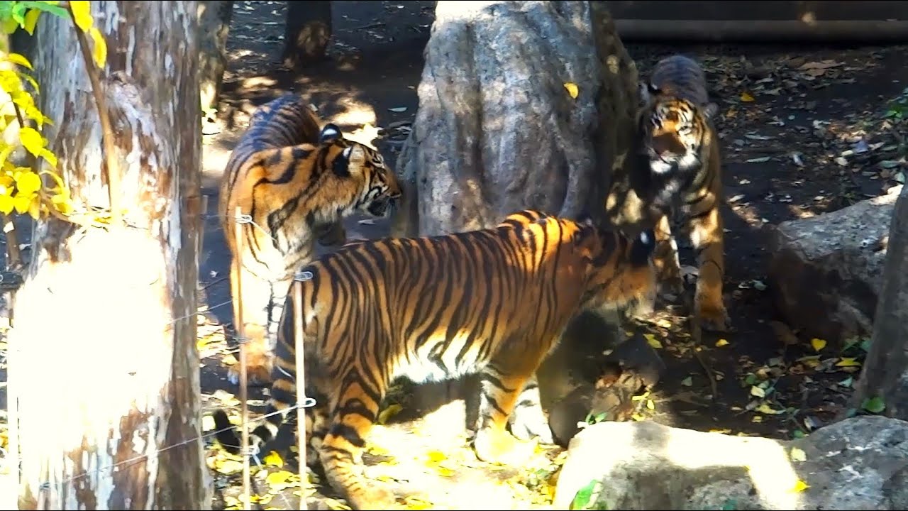 20241205 上野動物園　スマトラトラ　12月4日に1歳になった三つ子のアロナ、アバディ、マクムル　骨付き肉を食べたり、追いかけっこをする子トラたち