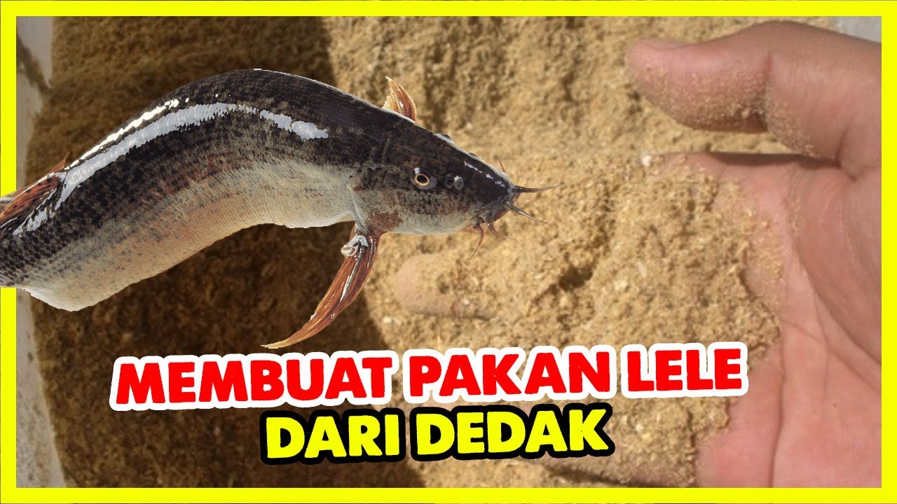 Cara membuat pakan alternatif lele dari dedak