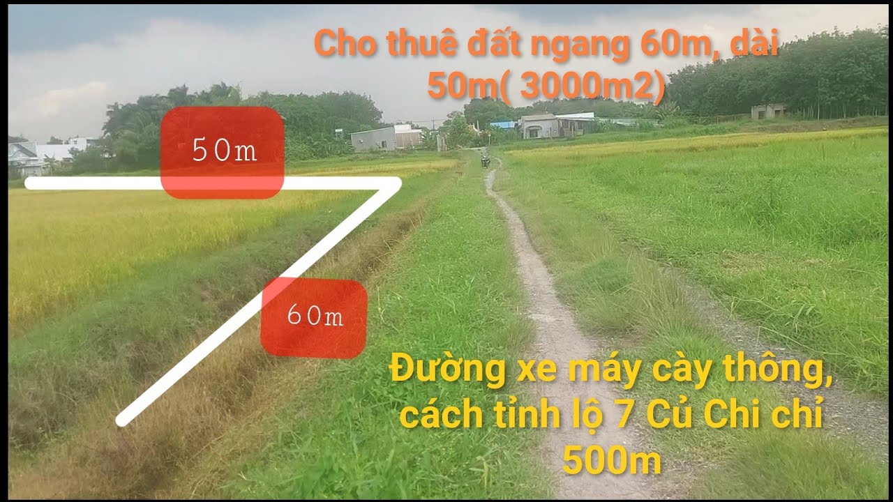 Cho thu&ecirc; đất vườn tại Củ Chi, gần khu c&ocirc;ng nghiệp T&acirc;y Bắc Củ Chi, đường xe hơi tới đất