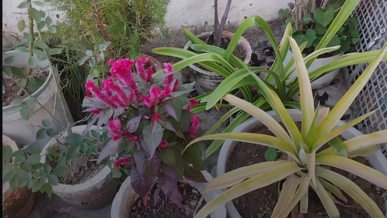भगवंन पर चढ़े गुलाब के फूलों का ताकतवर fertilizer🙏🏻🌿# fertilizer#garden # trending# subscribe