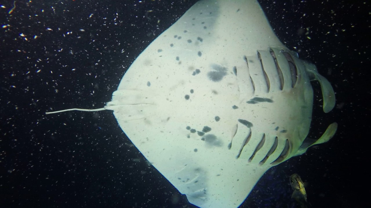 Mantas on the Moon 2