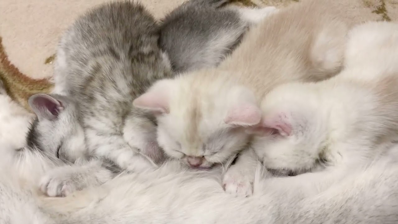 British Kittens Of Cat Kylie. The Feeding And Purring. Британские котята кошки Кайли сосут молочко.