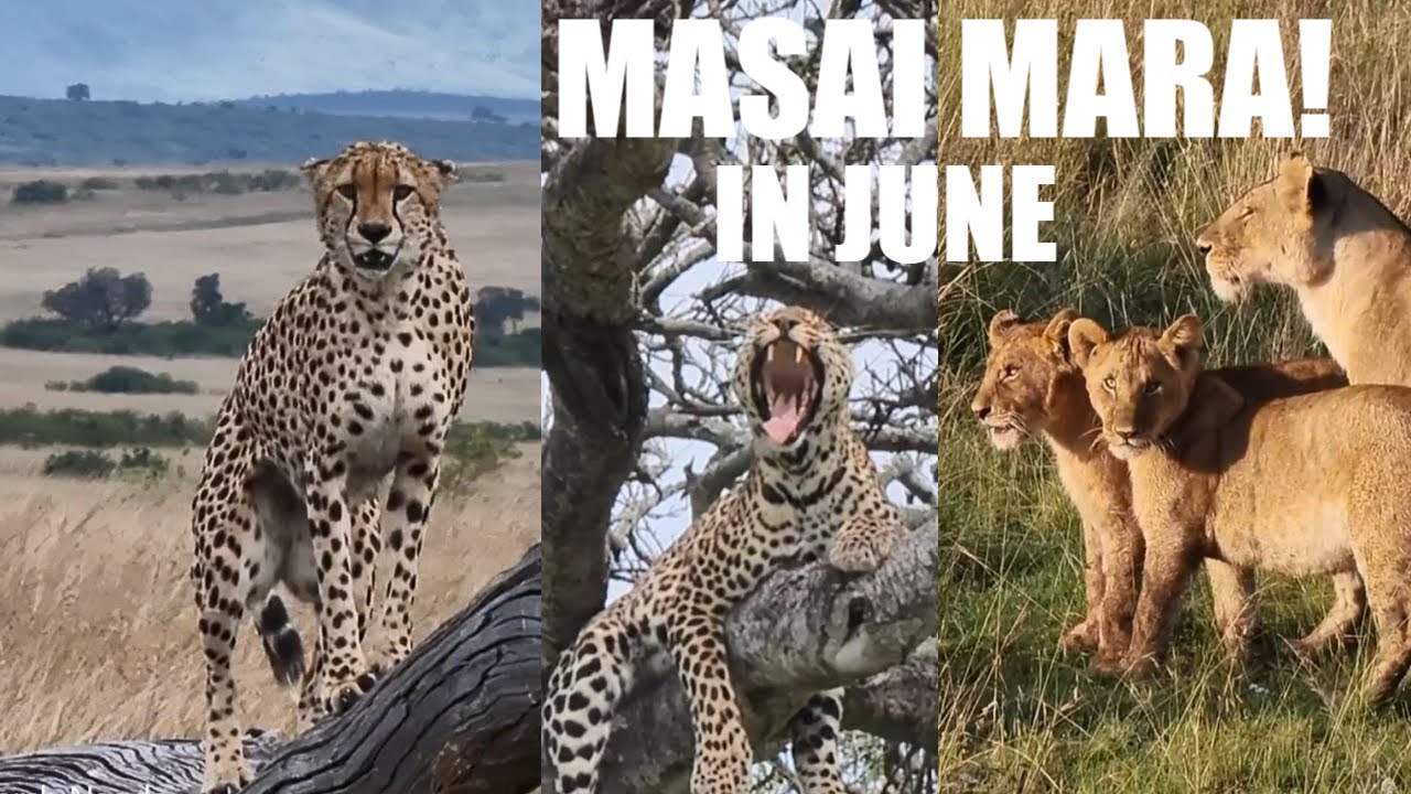 4K | AMAZING MASAI MARA IN JUNE! | Adarsh Nagda