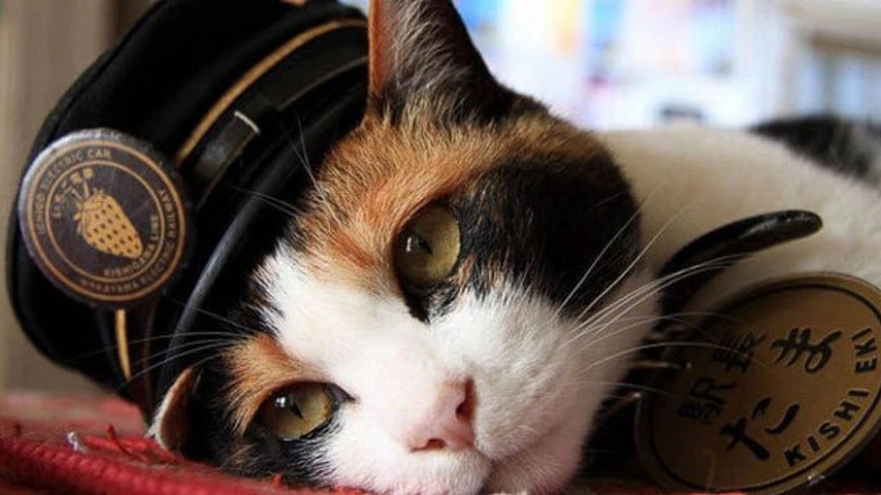Diese streunende Katze wurde Bahnhofsvorsteherin und rettete einen Bahnhof vor der Schlie&szlig;ung.
