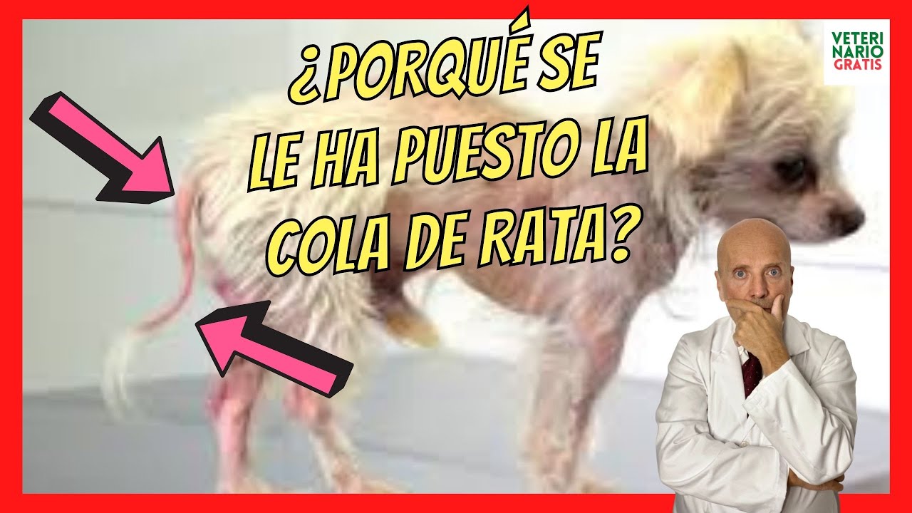 5 SIGNOS CLÍNICOS MÁS FRECUENTES DEL HIPOTIROIDISMO EN PERROS 🔴  SÍNTOMAS Y TRATAMIENTO