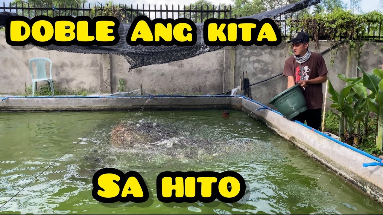 DOBLE ANG KITA SA HITO FARMING!