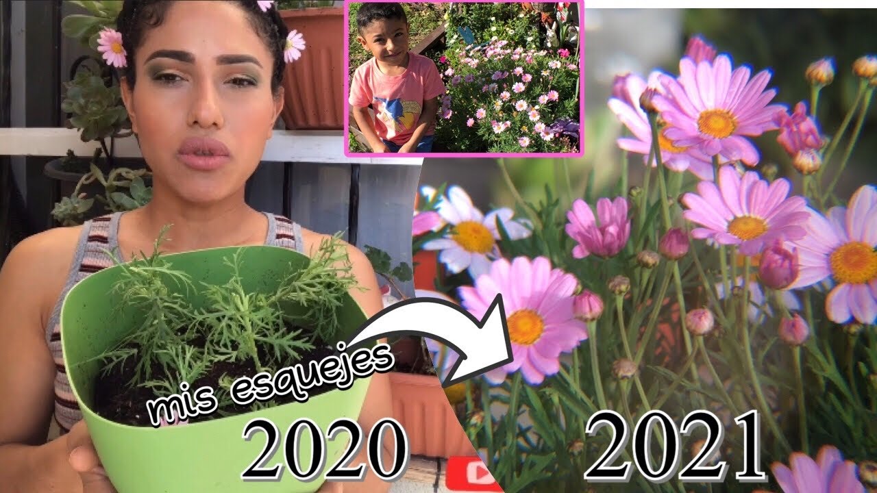 ESQUEJES DE  MARGARITA CON éxito  🌍🌸🌸🌸🌸🌸
