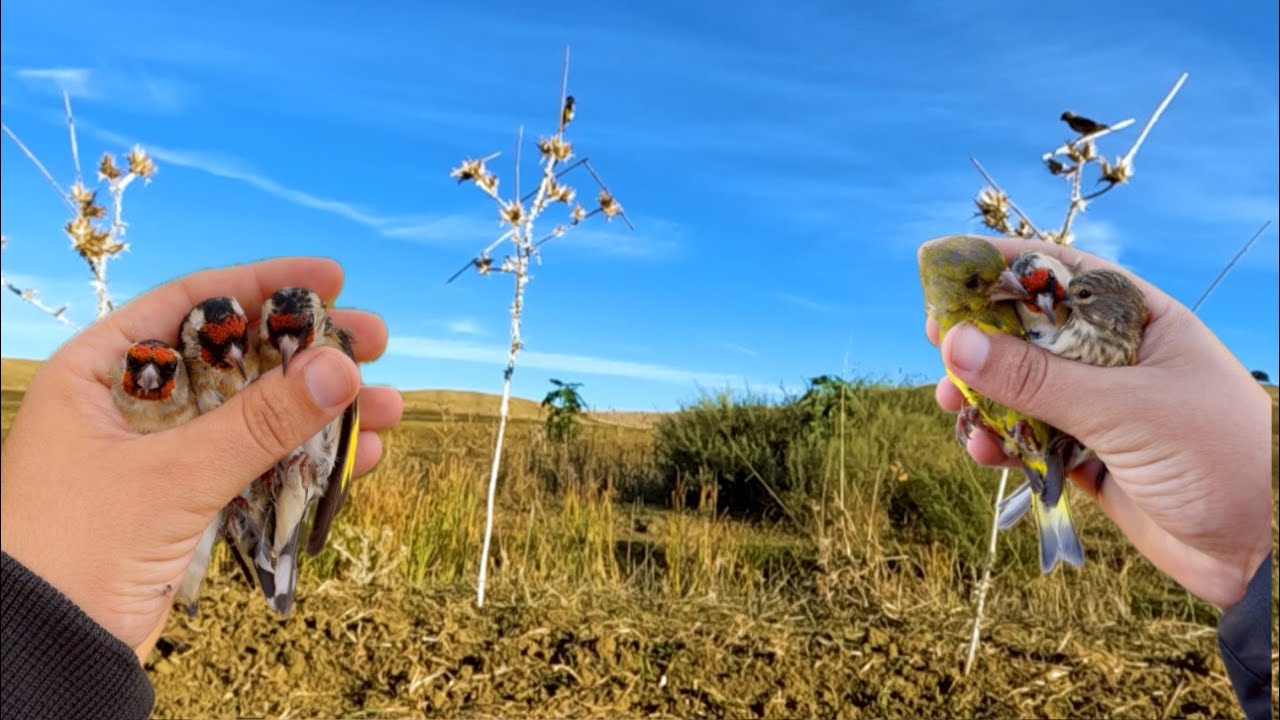 صيد الحسون المهاجر باللاصق 24.12.2024 goldfinch trap by glue