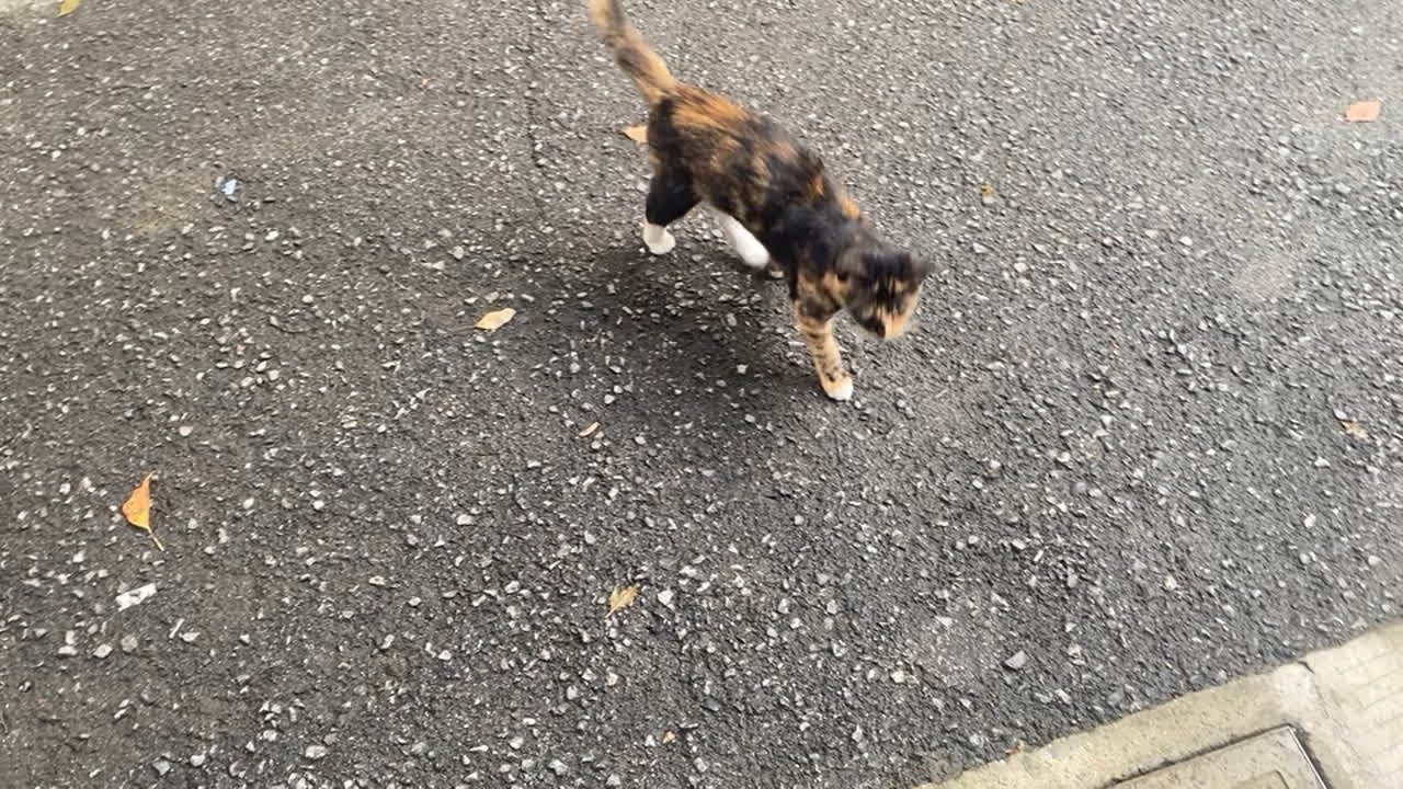 这是撒娇的小猫咪