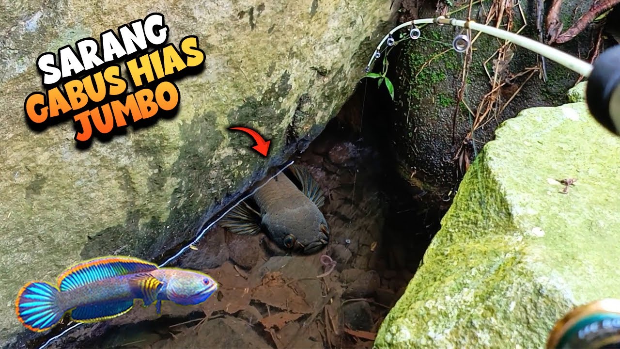Sungai Sarang GABUS HIAS BESAR²‼️