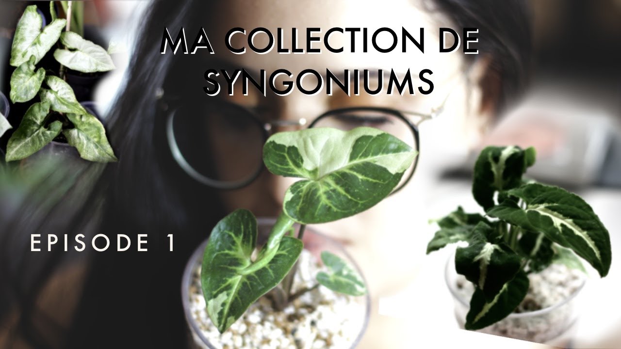 MON PREMIER PLANT TOUR - Episode 1: MES SYNGONIUMS