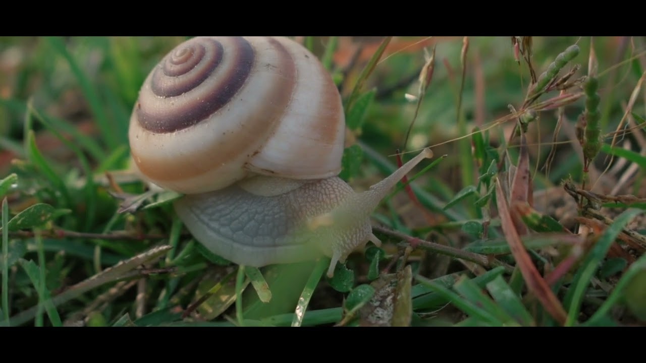Nikon D3400 Cinematic Video With The Kit Lens #nikond3400 #nikon #nature