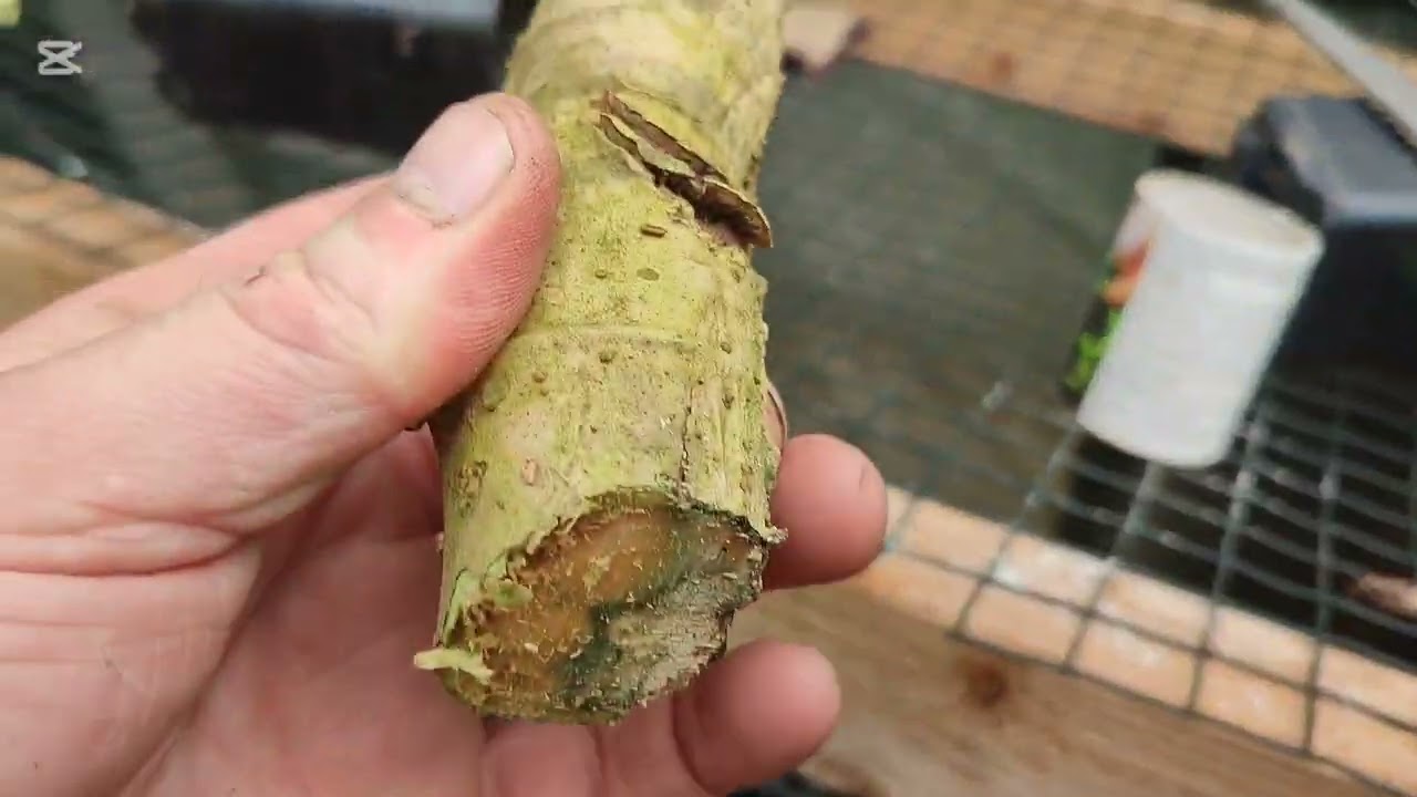 Fatsia Japonica Cuttings 🌿🌞🤞 Free Plants 😁🌞🌿