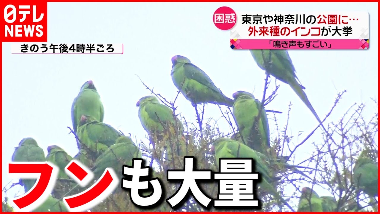 【困惑】外来種のインコの大群  東京近郊の公園に出没