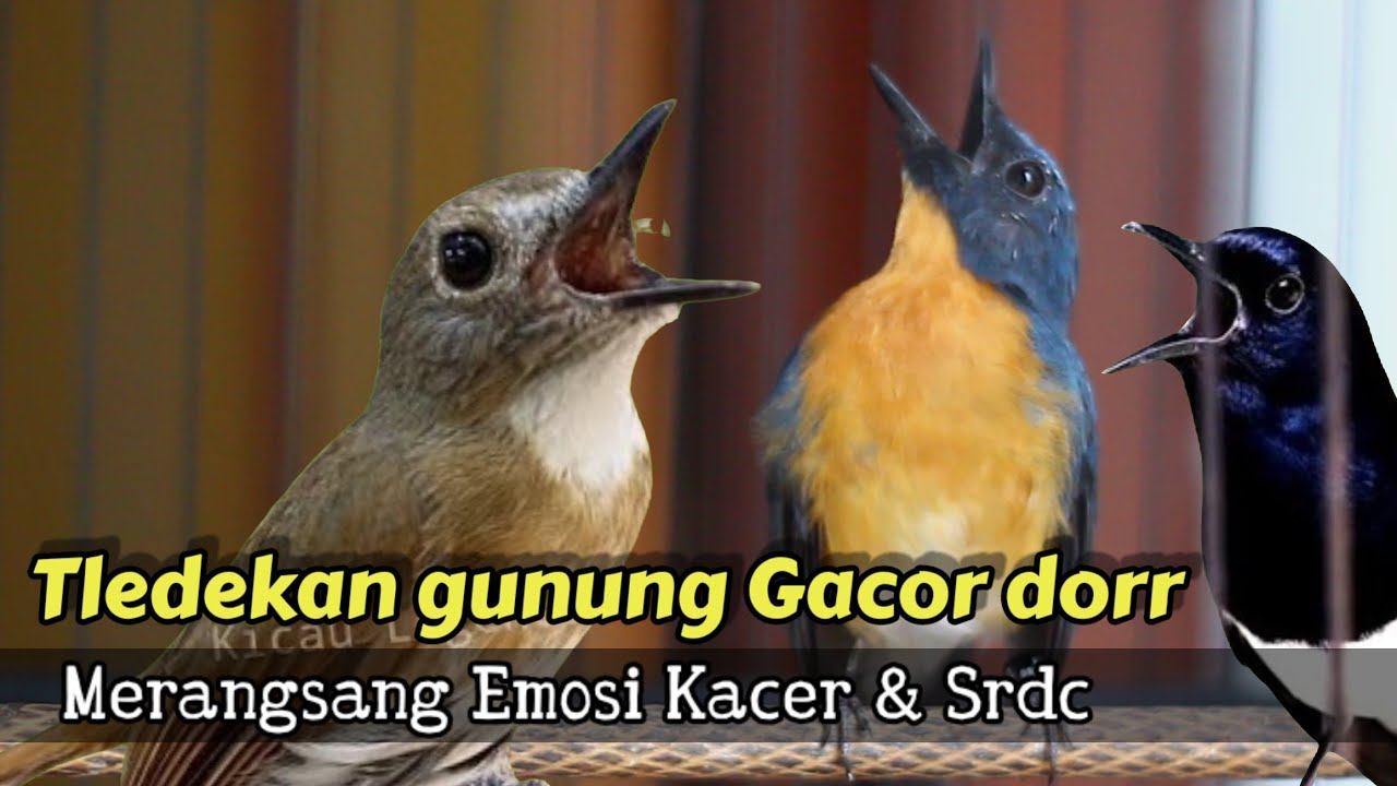 SUARA AMPUH TLEDEKAN GUNUNG GACOR MENDONGKRAK EMOSI KACER DAN SRDC