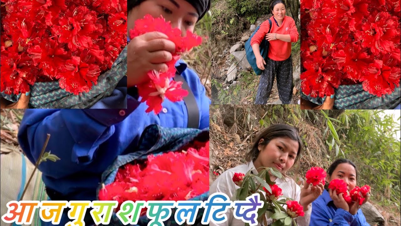गुरास को फूल बाट के बन्छ साथिहरु 