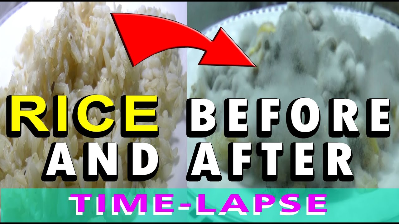 Rice  - Time Lapse Video
