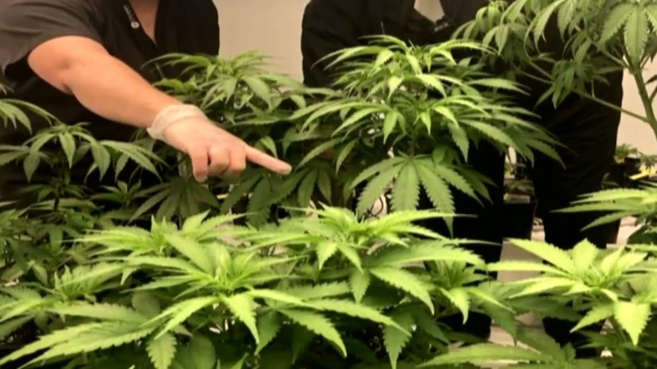 Columbia Care medical pot dispensary plans to expand products, locations in Hampton Roads