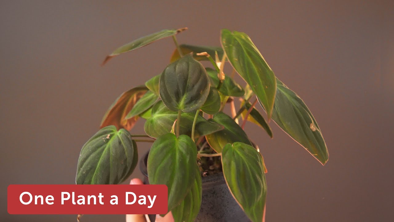 Philodendron hederaceum (Velvet Leaf Philodendron) Houseplant Care &mdash; 22 of 365