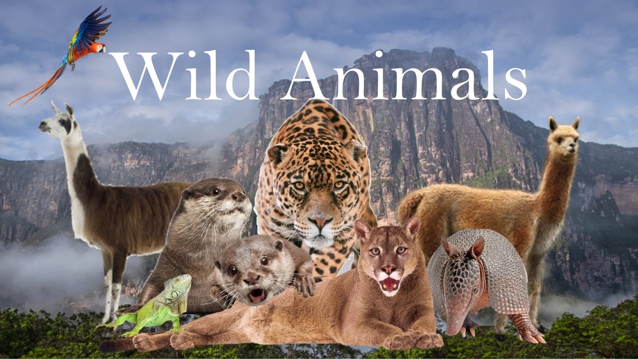 Sounds of birds and animals of South America: red ibis, coati, llama, anteater, macaw