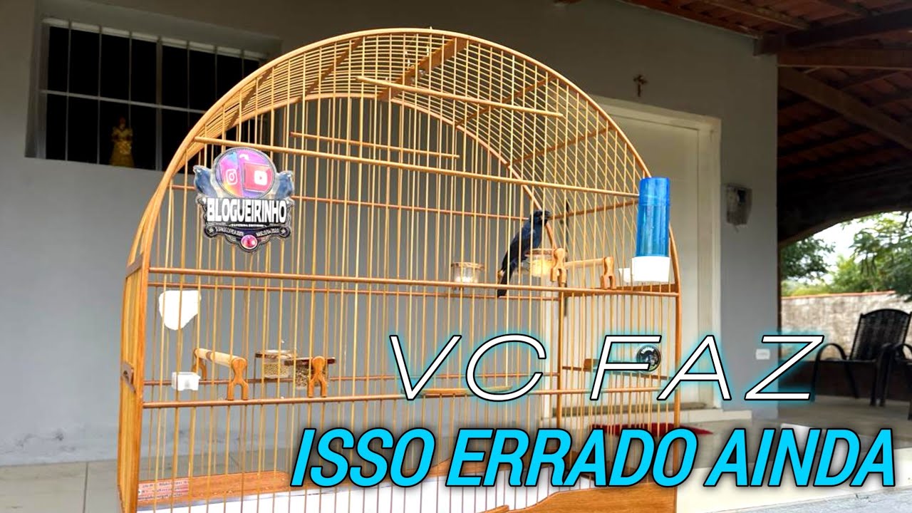 4 COISAS QUE ESTRAGA AZULÃO CADA VEZ MAIS