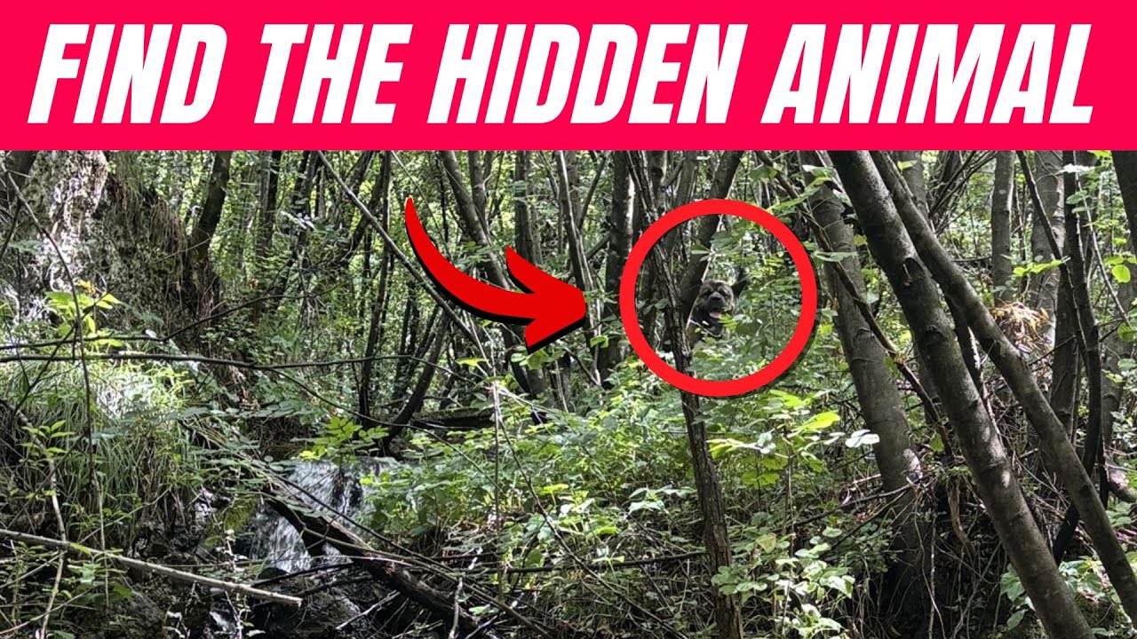 Find the Hidden Animals # 18
