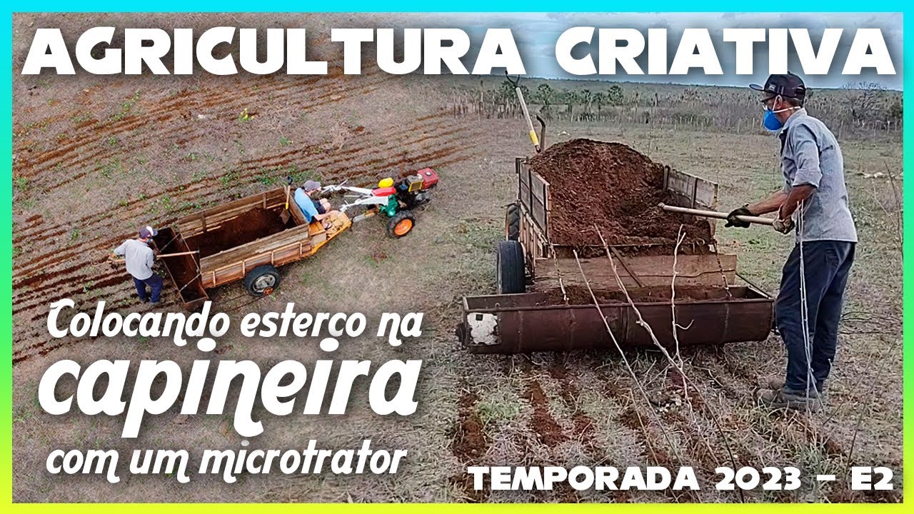 Espalhando esterco na capineira de massai - Microtrator Yanmar com dispersador automatizado