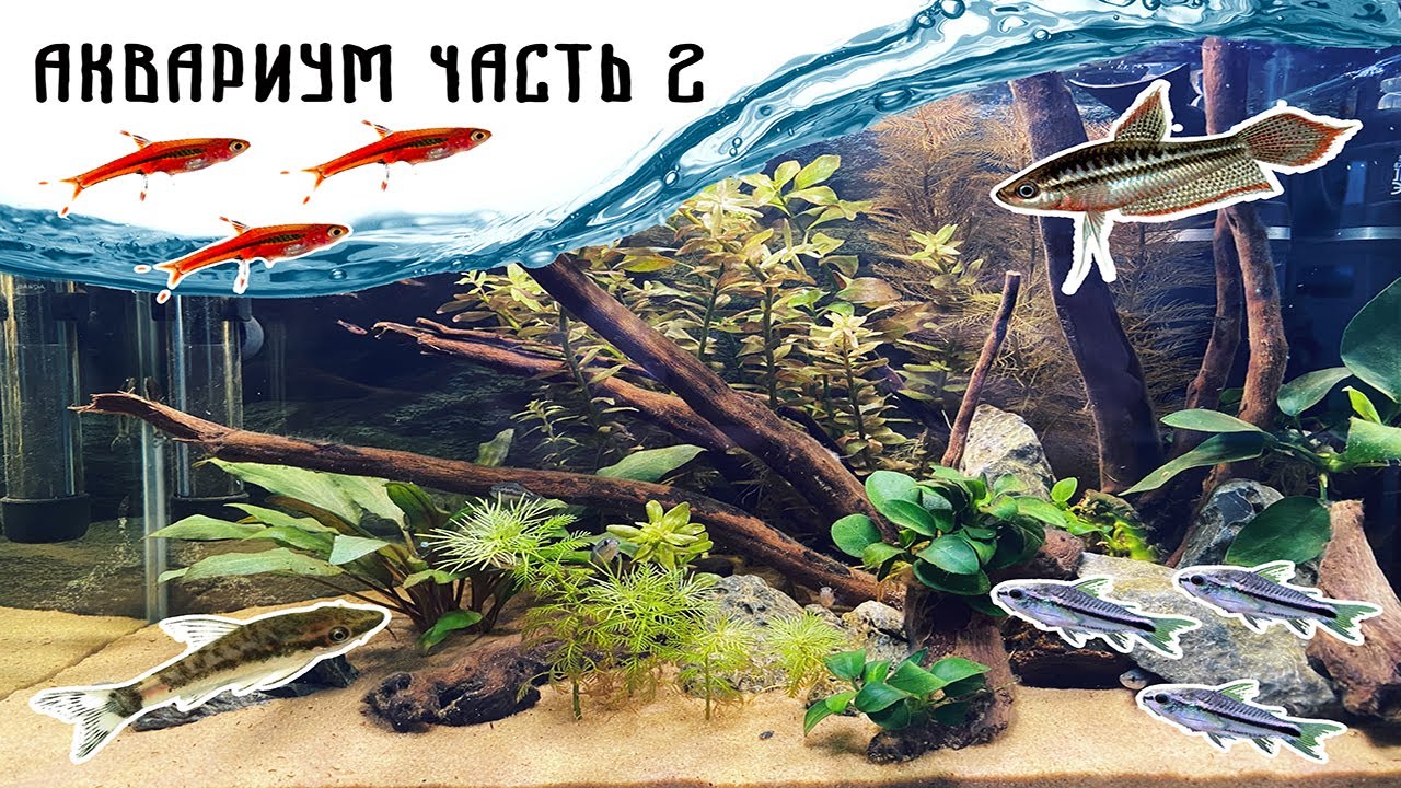 Мои подводные питомцы - расборы бригитта, пигмеи, гурами пумила, отоцинклюс. Аквариум 27 литров